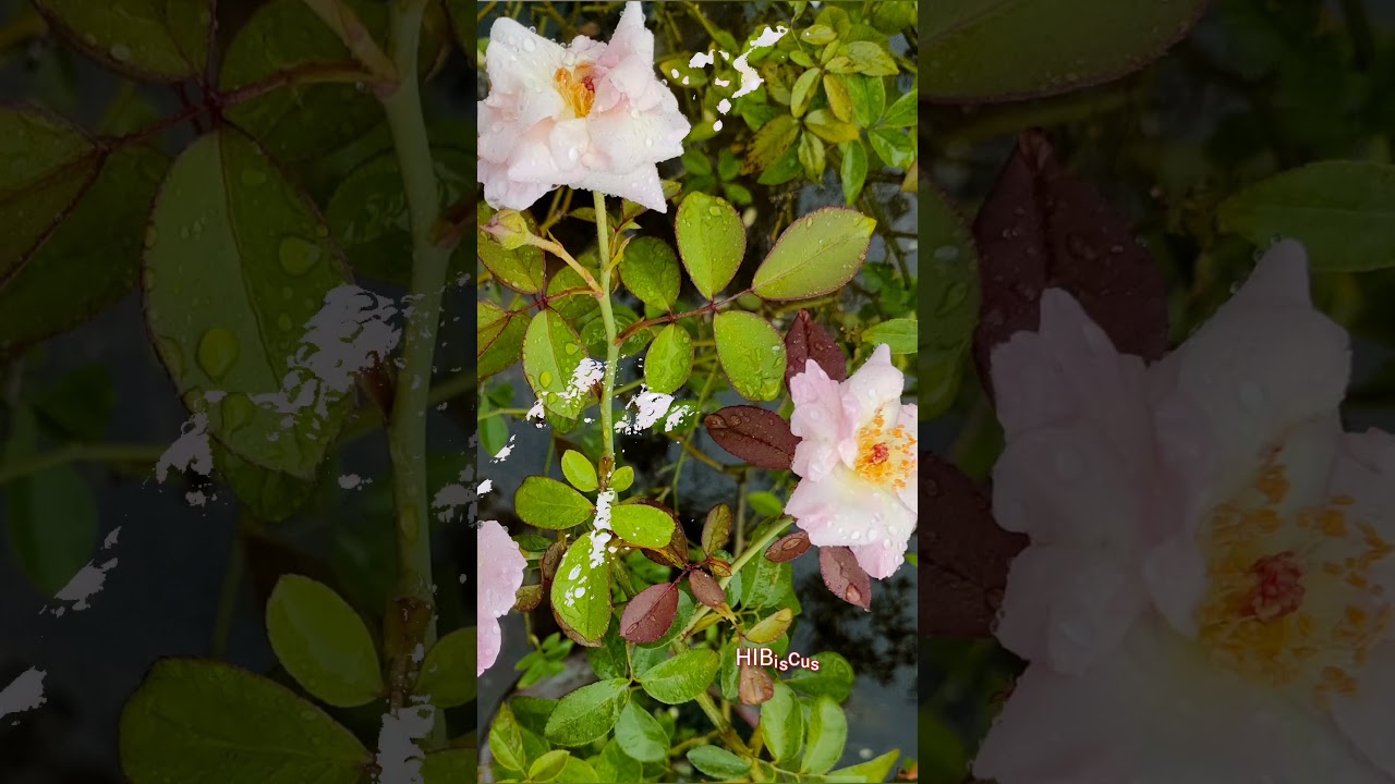 Queen of the Garden🌹 