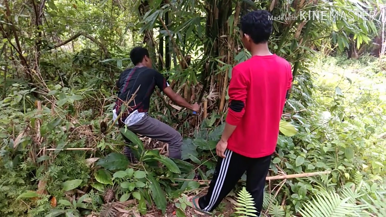 Membuat pagar taman  dari  pohon bambu  Part 1 hidup di 