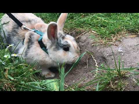 Video: Hvor Mye Koster Det å Ta Vare På En Kanin?