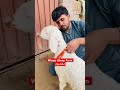 معصوم #viral #youtubeshorts #trending #unfrezzmyaccount