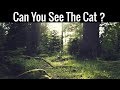 Nobody Can Find All The Hidden Animals | Optical Illusions | Brain Teasers