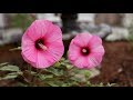 Summerific Hibiscus For Late Summer Gardens