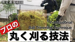 刈込鋏で簡単キレイに丸く刈る方法、剪定教室010 HOW to trimming round ball, pruning into globe form. for example box wood