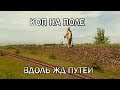 КОП НА ПОЛЕ ВДОЛЬ ЖД ПУТЕЙ