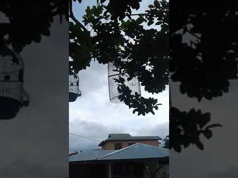 Sogok ontong sulawesi gacor