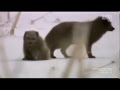 Arctic Fox Couple Frolic in Snow