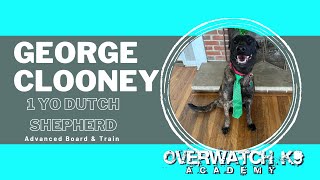 George Clooney | 1 Year Old Dutch Shepherd | Obedience | Distraction Training | Impulse Control by OverWatch K9 Academy Columbus 52 views 1 month ago 13 minutes, 3 seconds