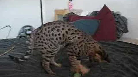 Watch the video about F2 Savannah Male Kitten