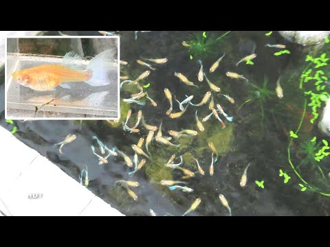 Video Aquarium (92 blue sky guppies) day 1 to 75 ???? Hồ cá... - youtube