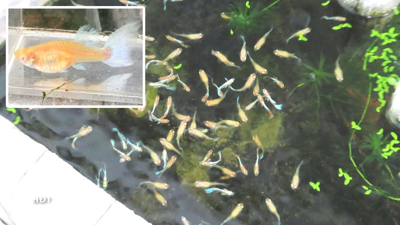 Аквариум (92 голубых небесных гуппи) с 1 по 75 день