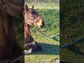 Fly to the horse 🐎 lying on the grass / Летим к лошадке 🐴 лежащей на траве $ #horse #horselife