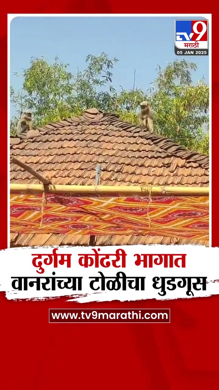 Pune मधील भोर तालुक्यातील दुर्गम कोंढरी गावात, वानरांच्या टोळीचा धुडगूस