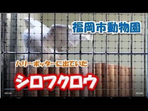 【福岡市動物園】あの有名なシロフクロウがいます、ハリーポッターに出ていましたよー。白くて、大きくて、かわいいですね。