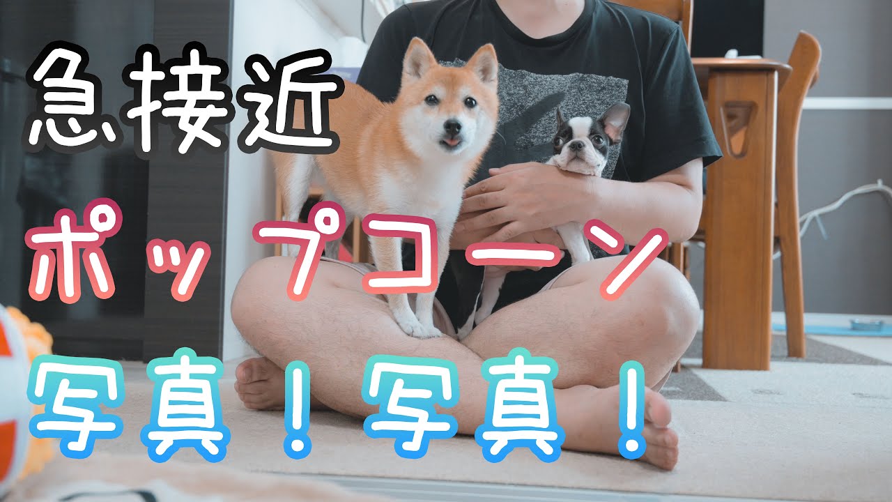 3日目ver 2 生後二ヶ月半のボストンテリアの子犬と先住犬の豆柴が奇跡の急接近 Youtube