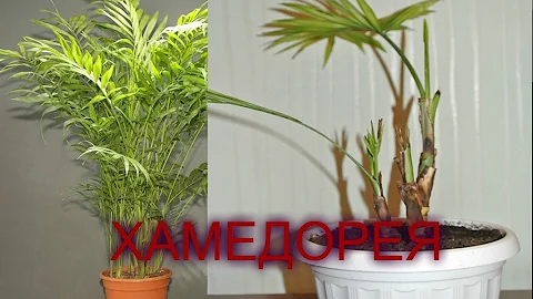 ХАМЕДОРЕЯ Почему пропадает пальма? Пересадка ХАМЕДОРЕИ Chamaedorea elegans