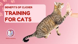 The Benefits of Clicker Training for Cats: A Step-by-Step Guide by Meow Mastery 10 views 2 months ago 5 minutes, 2 seconds