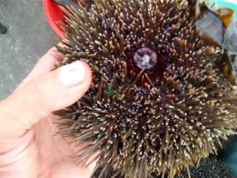 Image Result For Free Food New Zealand Image Result For Free Food New Zealand