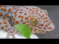 My Tin Gecko  đang phát trực tiếp!