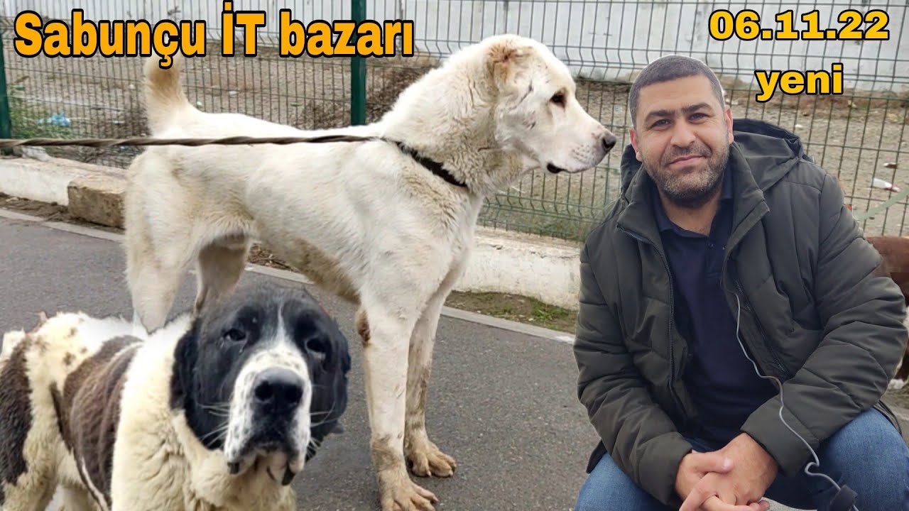 Sabunçu İT bazarı 06.11.22  #sabuncuitbazari #sabuncutoyuqbazari #it #kanqal #alabay #qurdbasar