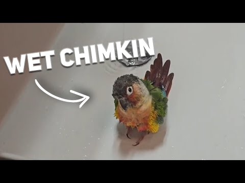 Cute Bathing Birbs!