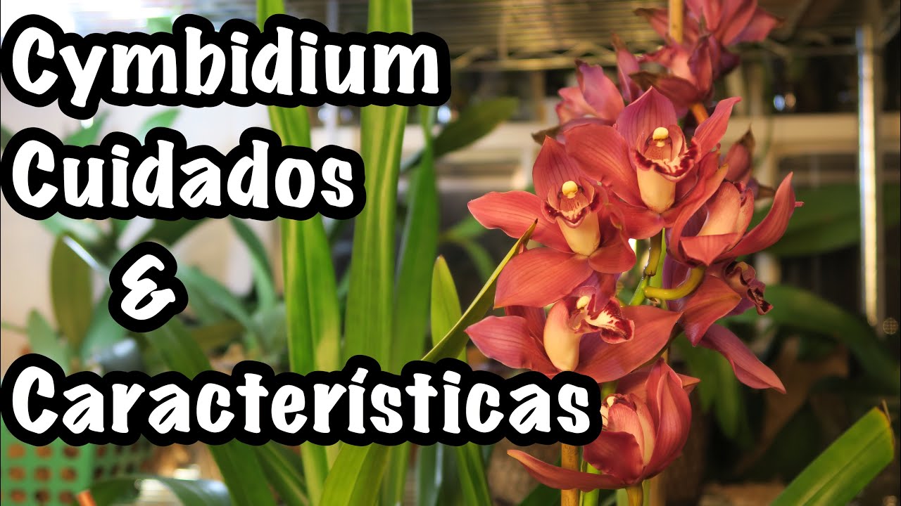 ▷ Orquídea Cymbidium [Megaguía de información y cuidados necesarios]