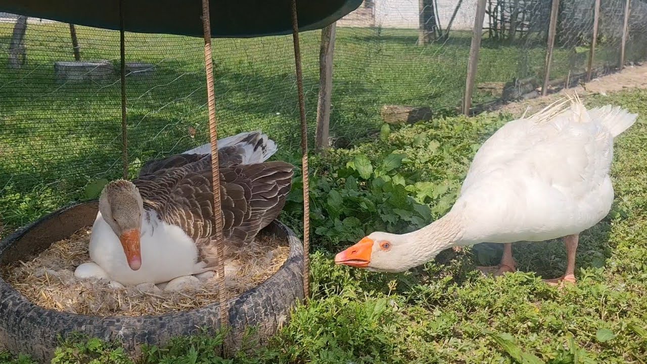 Çorum Kazı Fiyatlarına İsyan Var!#çorumkazı #çorumkazıfiyatı