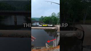Fishing dam for big carp #fishing #fishingvideos #bass #carp #fish