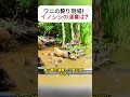 ワニの狩り現場！イノシシの運命は？ #ワニの狩り #野生の瞬間 #自然のドラマ #イノシシ襲撃 #野生動物観察