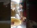 রাখি পূর্নিমার শুভেচ্ছা কি কি হলো❤🧡🙏🙏#sheare #comment #like #viralvideo #video #minivlog