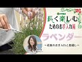 🌸03:ラベンダーの育て方  花後の手入れと夏越し