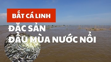 NƯỚC NỔI TRÀN BỜ - BẮT CÁ LINH NON ĐẦU MÙA VỀ CHẾ BIỂN MÂM ĐỒ ĂN TOÀN ĐẶC SẢN| Miền Tây Phố