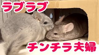 うちのチンチラたちがラブラブすぎるので見てください。【チンチラ日記29】Chinchilla's Diary29