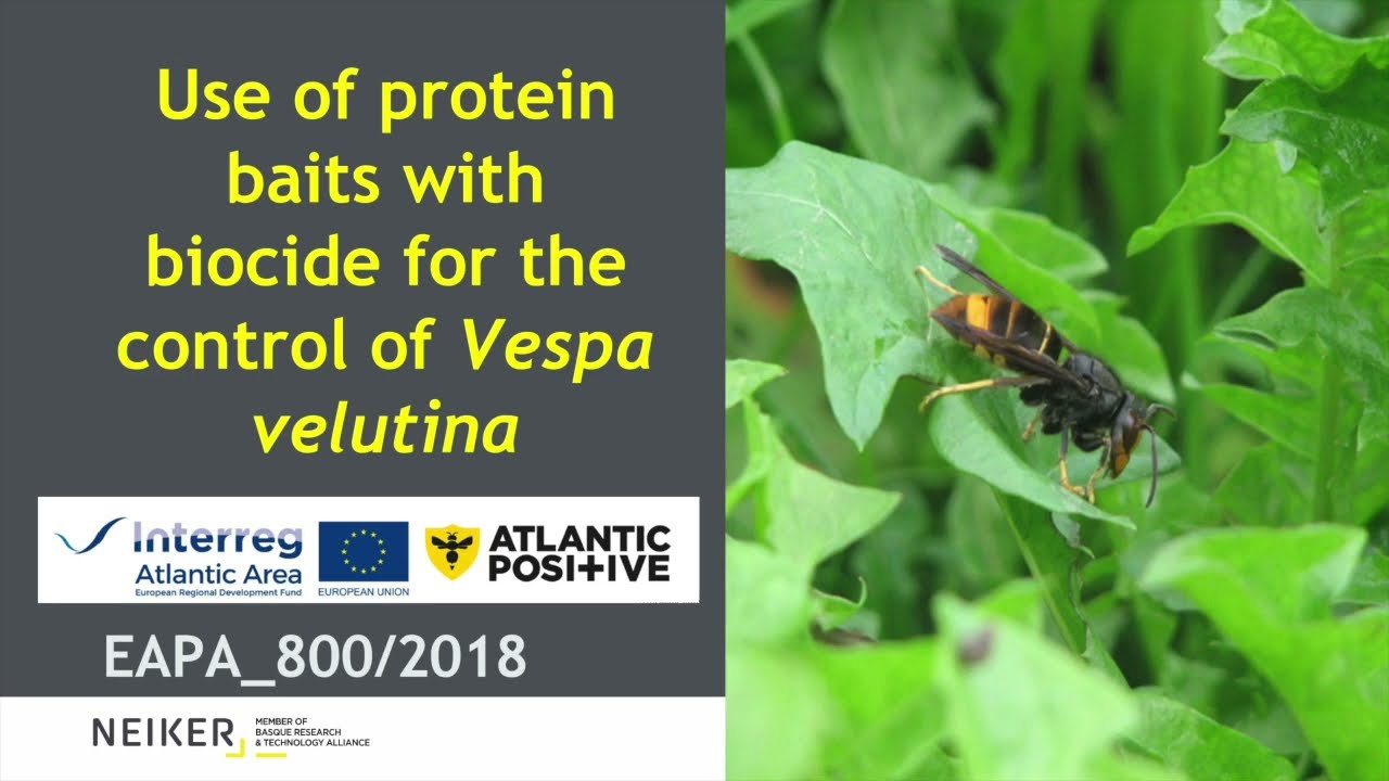 Use of protein baits with biocide for the control of Vespa velutina