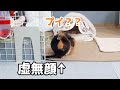 【鳴き声】バリスタでコーヒー淹れてたらプイプイしてしまうモルモット　Cute Piggy