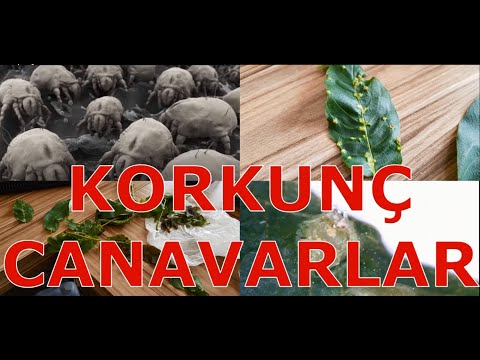 Video: Eriophyid Akar Kontrolü - Eriophyid Akar Hasarını Tespit Etme ve Tedavi Etme