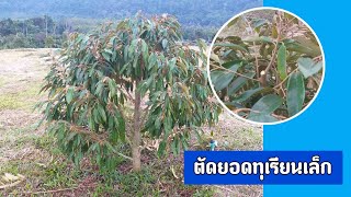 การตัดยอดทุเรียนเล็กให้ทรงพุ่มสวยต้นไม่สูงเกิน | ทุเรียน เป็นเอก