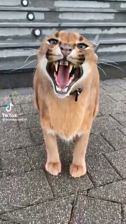 suara kucing caracal #shorts #caracal #viral #cat