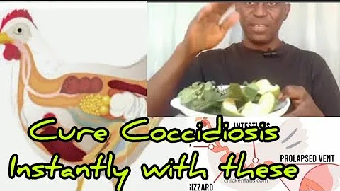 Defeat Coccidiosis in Chickens Instantly! : Bitter Leaf, & Aloe Vera Magic for Healthy Flocks!
