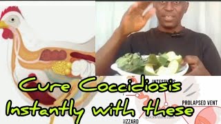 Defeat Coccidiosis in Chickens Instantly! : Bitter Leaf, & Aloe Vera Magic for Healthy Flocks!