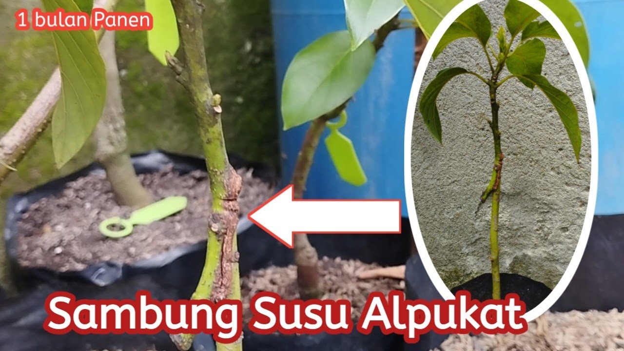 Perbanyak Bibit Alpukat dengan Cara Sambung Susu | Pemula 100 % auto berhasil!!!