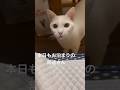 住み込みの常連さん # #白猫 #シロ #猫店長 #保護猫