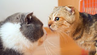 Kitten Luna Meets Cats For The First Time