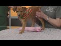 TUESDAY TAILS: Meet Cash from the SPCA of East Texas