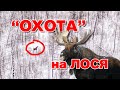 "Охота" на лося.