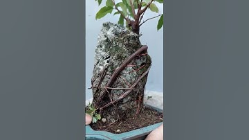 cách này làm cây bám đá rất tự nhiên