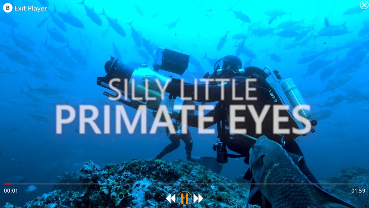 BEYOND BLUE - SILLY LITTLE PRIMATE EYES