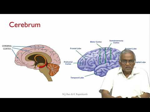 noc19 ge17 lec21 How Brains Learn 1