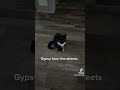 Gypsy from the streets #cat #cats #catlover #catvideos