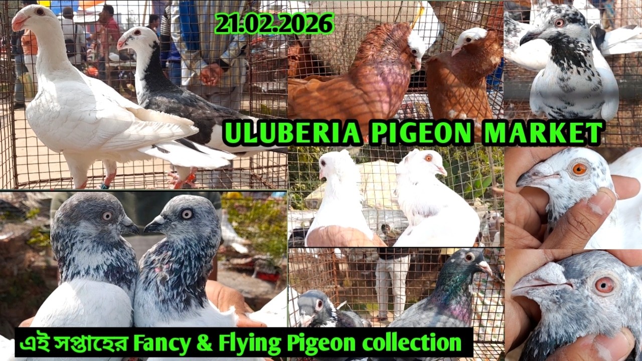 Recent Pigeon price update at Uluberia pigeon market on 21.02.26 | Fancy Pigeon & skycutter pigeon