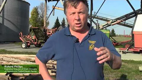Growing wheat in Canada - DayDayNews